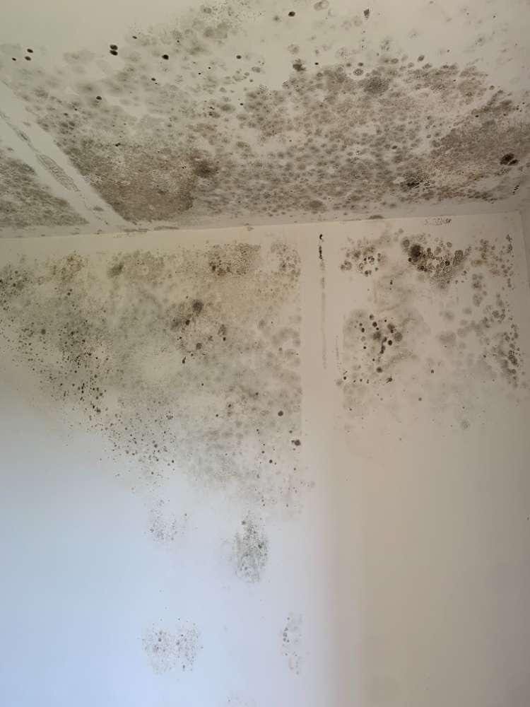 Parois de chambre couvertes de moisissures noires, situation type d'intervention d'un expert moisissures.