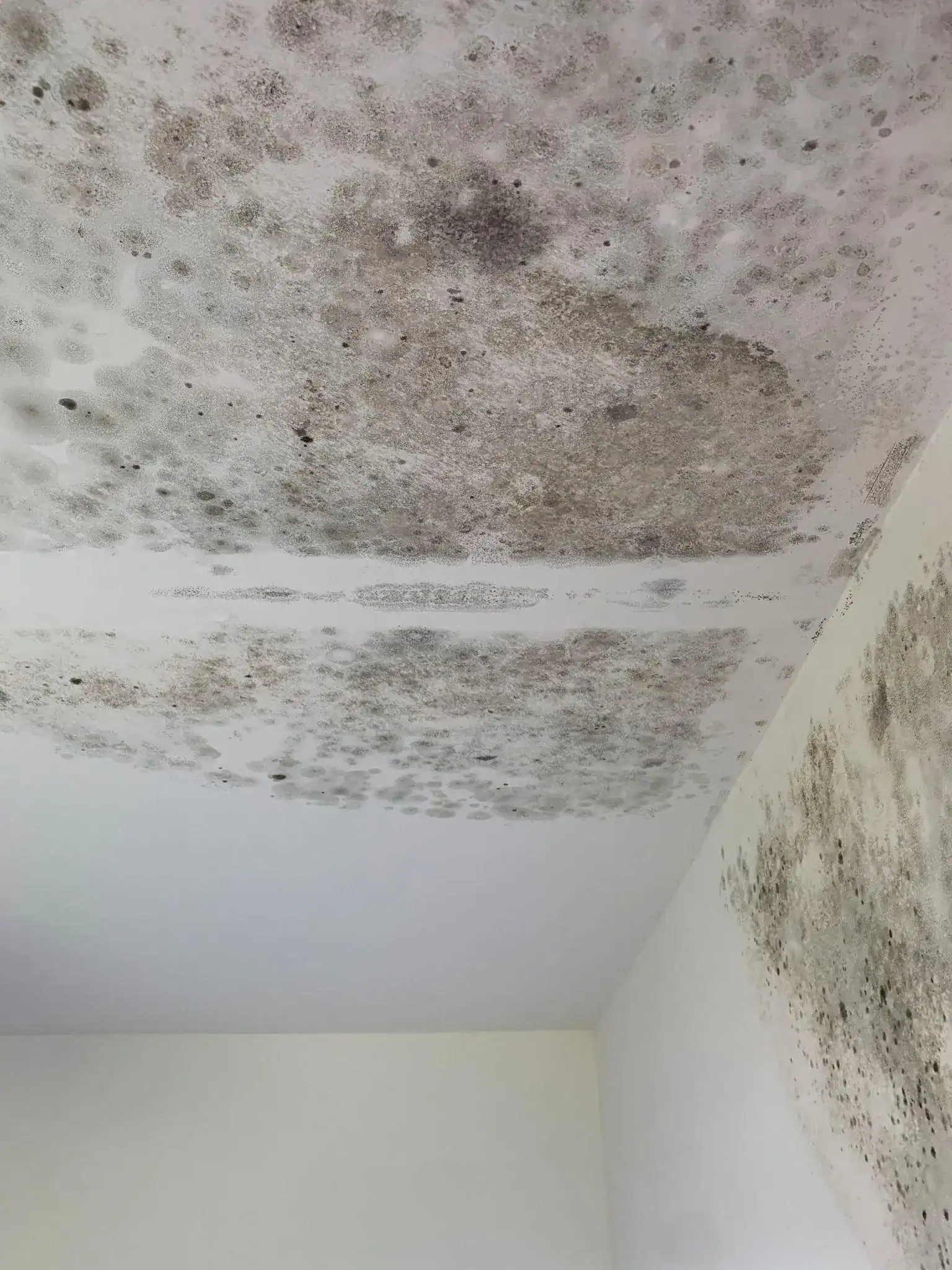 Moisissures étendues sur plafond et mur en plaques de plâtre, désordre type examiné par un expert moisissures.