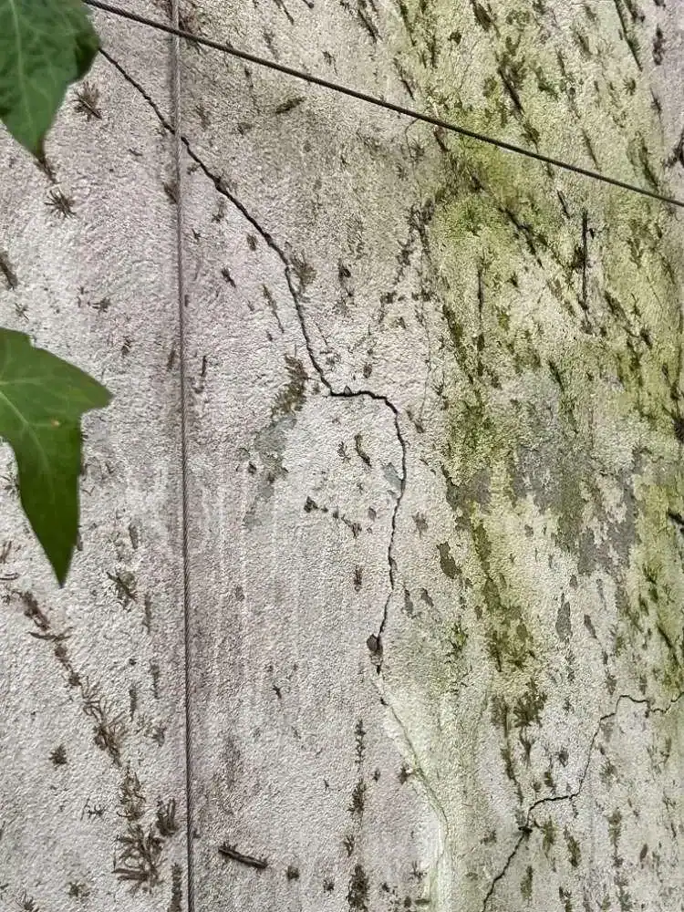 Fissuration infiltrante et mousses sur enduit ciment, humidité chronique propice à la mérule sur un mur.